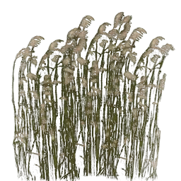polehighgrass1