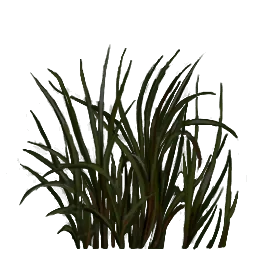 rus_grasstype2