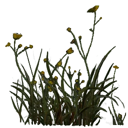yellosmallflowers