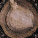 tree_stub1