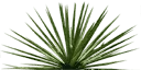 sm_agave_1