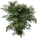 fuzzyplant256