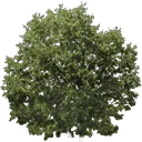 newtreeleaves128