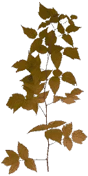 veg_bush3red