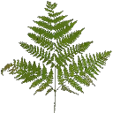 veg_bushgrn