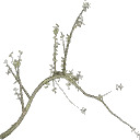 oak2b