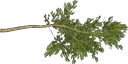 cypress1