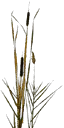 gras03si
