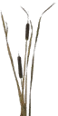gras04si