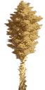 sm_agave_bloom