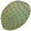sm_cactus_leaf