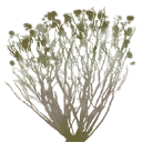 sm_des_bush2