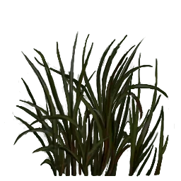rus_grasstype2