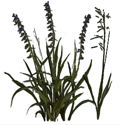 rus_grasstype4_flowers