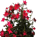 starflower2
