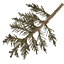 sm_pinetreebit