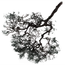 sm_redwood_branch