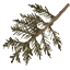 sm_pinetreebit