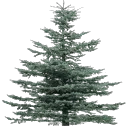 tree19mi