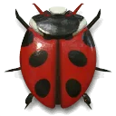 beetles5