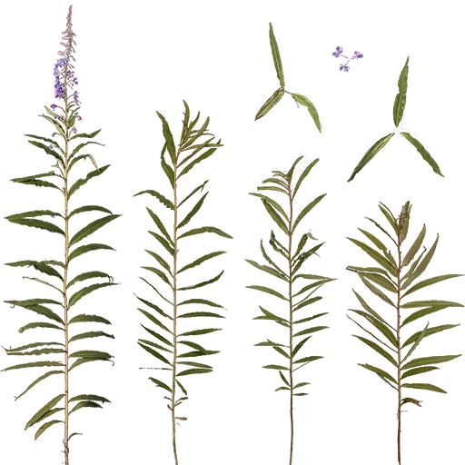 hunter_flowers