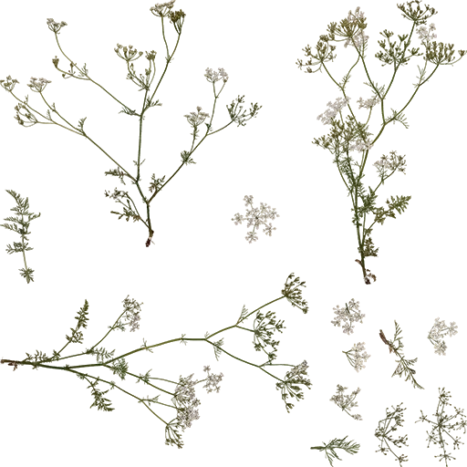 hunter_flowers2