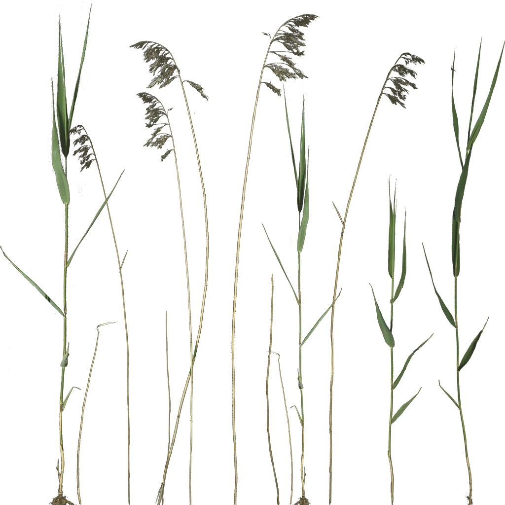 hunter_longgrass