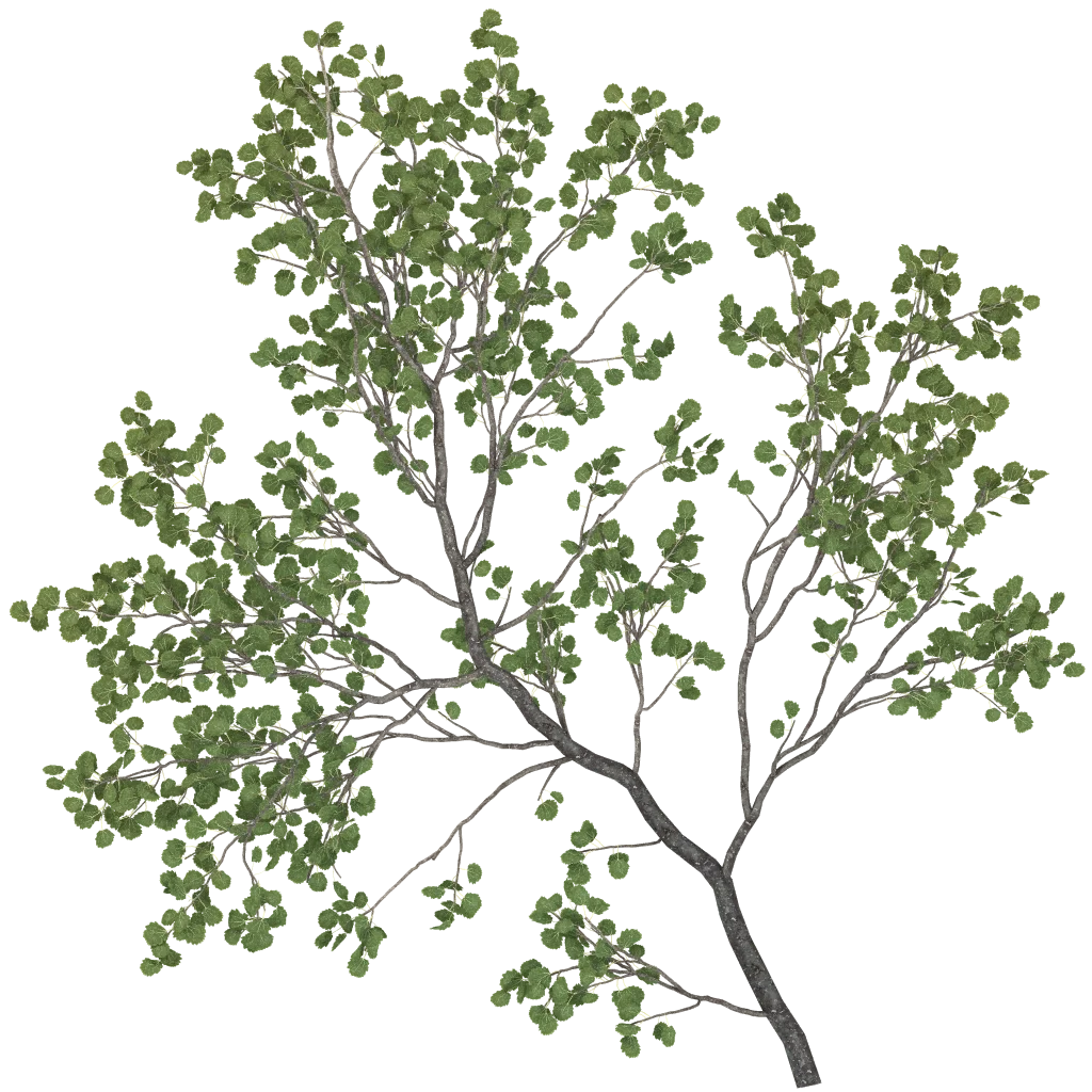 huntre_tree_leaf