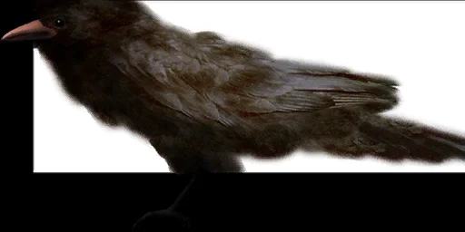 crow