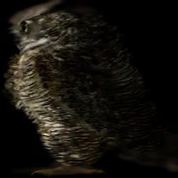 owl