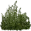 kb_ivy2_256