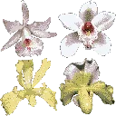 hot_flowers1
