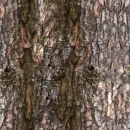 trees_elkabark