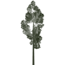 veg_lodpine1