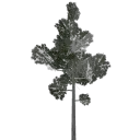 veg_lodpine2