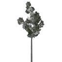 veg_lodpine3
