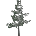 veg_lodpine4