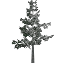 veg_lodpine5