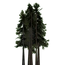 lod_pinebig7