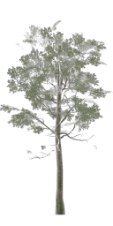 lodh_leaftree_big