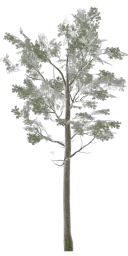 lodh_leaftree_med
