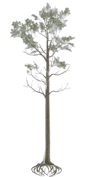 lodh_leaftree_root