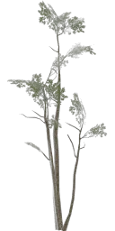 lodh_leaftree_sml