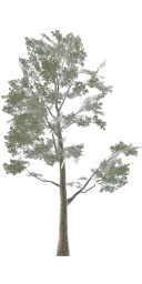 lodh_leaftree_vol
