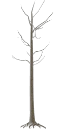 lodh_rdeadtree