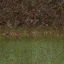 newgrassbrnles