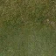 ryz_kystarnland_grassmix
