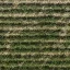 ryz_polegrassed
