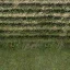 ryz_polegrassed_grsmix