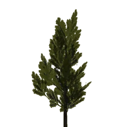 lod_norwpine1